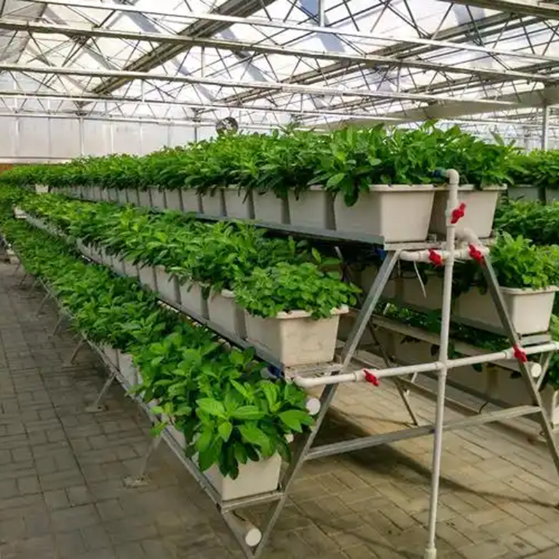 贵阳市植物工厂空中草莓 - 厂家